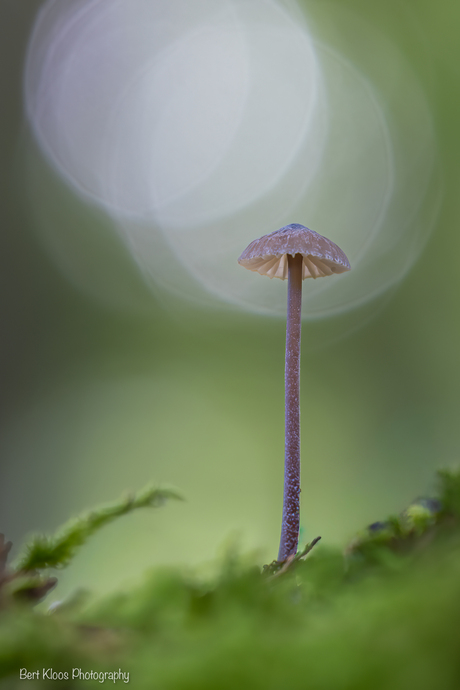 Mycena