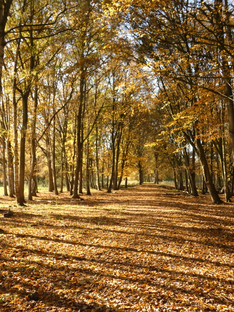 herfst in natuurpark