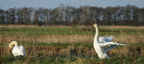 strekkende zwaan