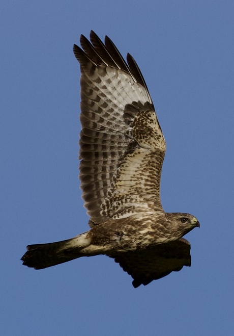 Buizerd Bargerveen 