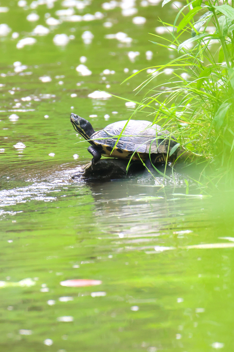 Geelwangschildpad