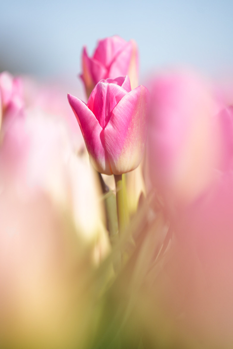 Pastel Tulp!