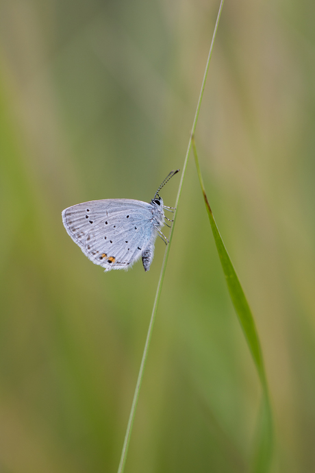 Staartblauwtje