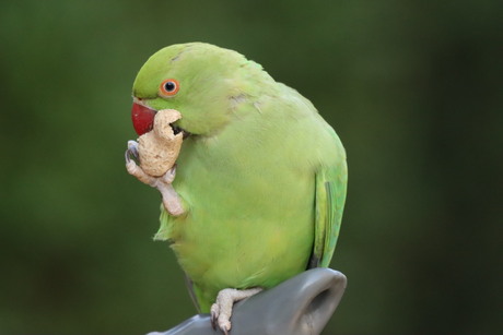 HalsBandParkiet 🌿