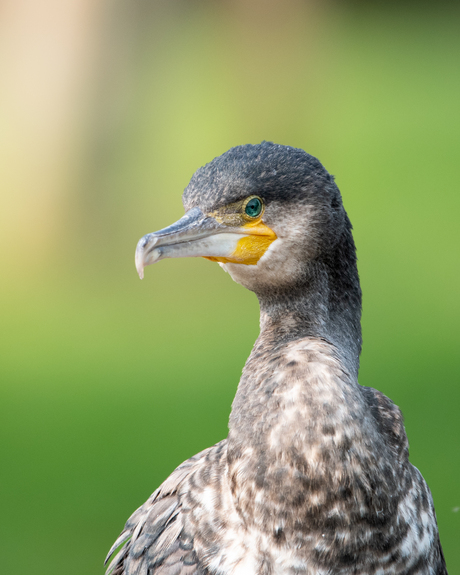 Aalscholver laat zich zien