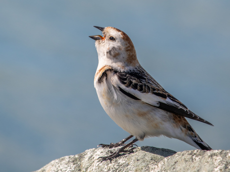 Sneeuwgors (Plectrophenax nivalis)