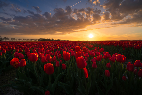 Tulpenveld