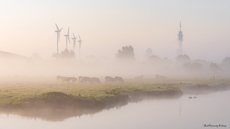 Polder in de mist