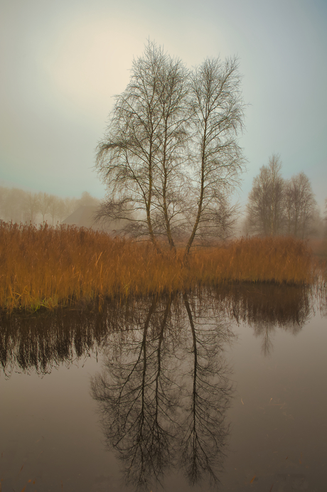 Bomen in reflectie