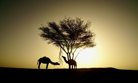 Kamelen in de morgen