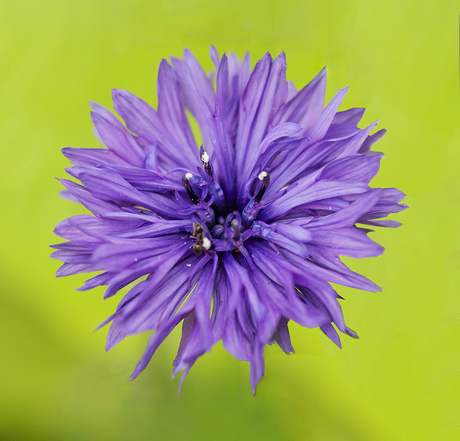 Korenbloem