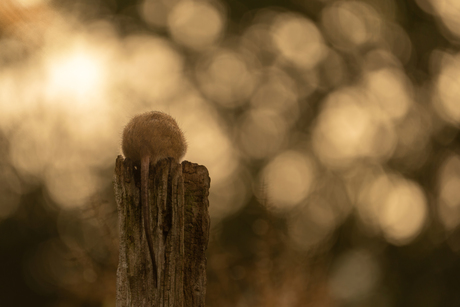 Stiekeme snoeperd...