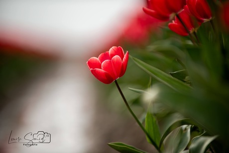 Tulpen in de Groningse polder 