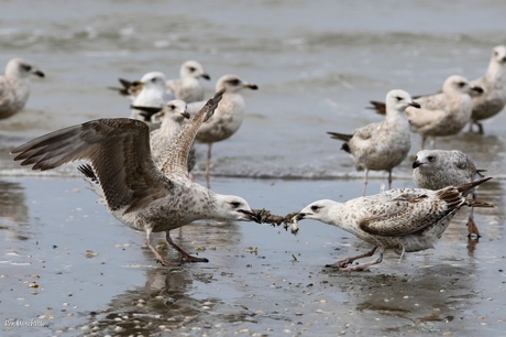 Meeuwen vechten om voedsel op het strand 
