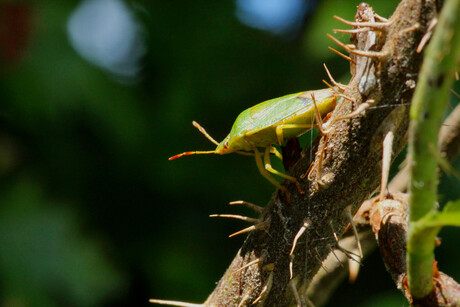 Groene schildwants op braam