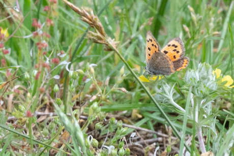 Vlindertje