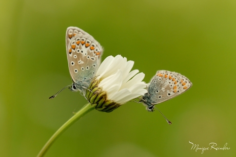 Icarus blauwtje en Bruin blauwtje