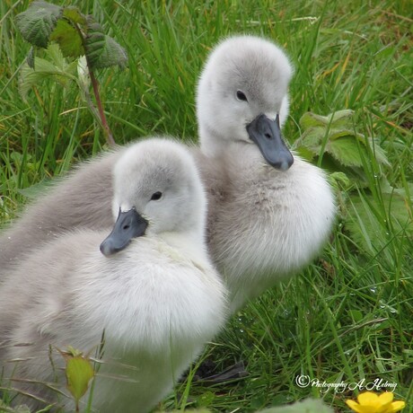 2 of the cygnets born May 16th