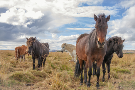 IJslandse Wilde Paarden 2