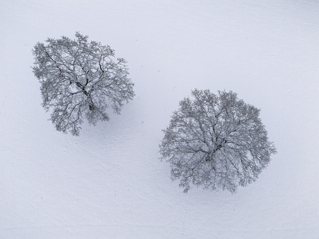 Bomen in de sneeuw