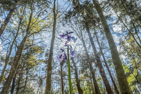 DOOR  DE  BOMEN  HET  ....