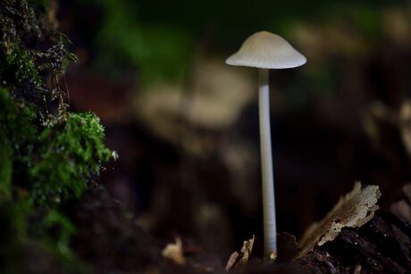 Een klein wit paddenstoeltje