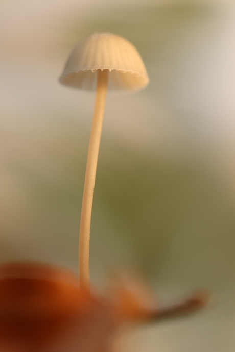 Mycena