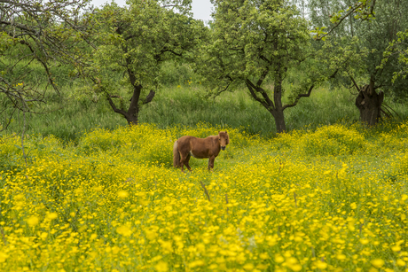 Pony in boterbloemen