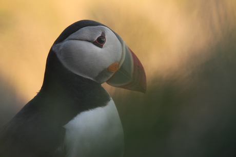 Puffin Backlight