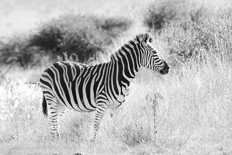 Zebra