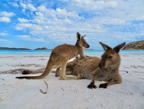 Relaxende Kangoeroes