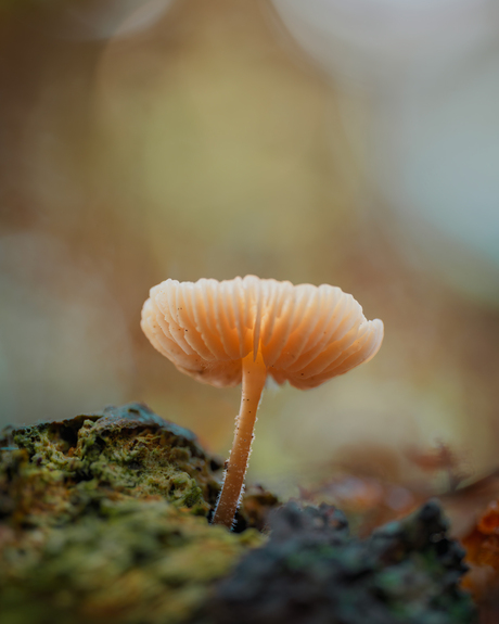 Alleen boven de rest