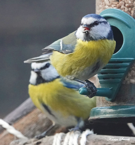 "Twee pimpelmeesjes..."