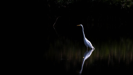 Zilverreiger