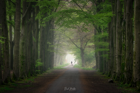 De mist in
