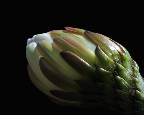  Dit is de bloem van de cactus