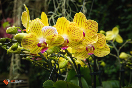 Mauve vlinderorchidee (Dendrobium bigibbum)