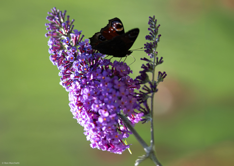 Nagenoeg geen vogels bij het vakantieadres,dan maar op insectenjacht.