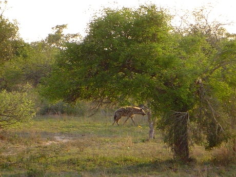 jakhals op zoek naar prooi