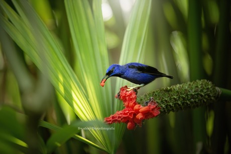 purperen suikervogel