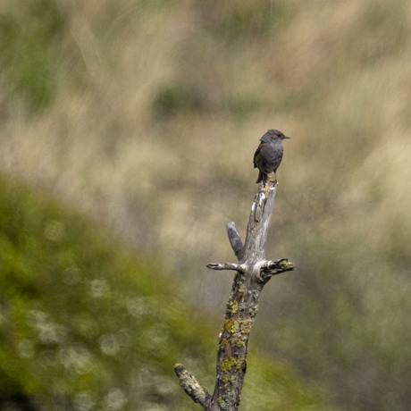 Klein zwart vogeltje in de duinen.