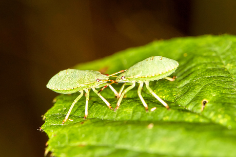 Groene schildwants