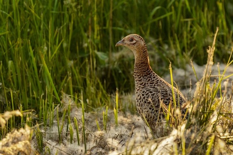 Fazant in populierensneeuw