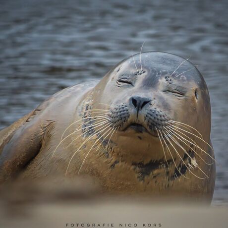 Lekker chillen