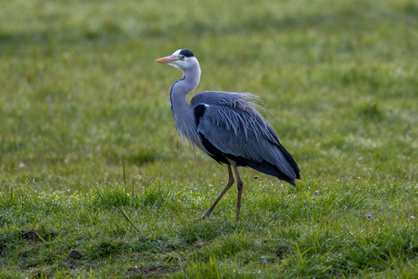 Reiger.