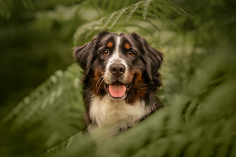 Happy dog