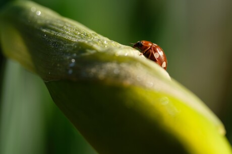 Roomvleklieveheersbeestje