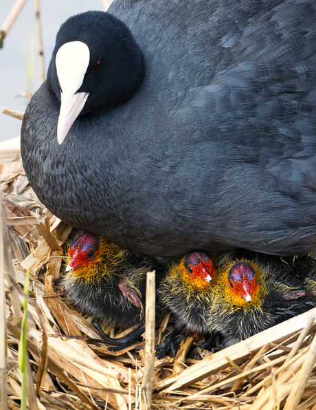 Ma Waterhoen met drie kinderen