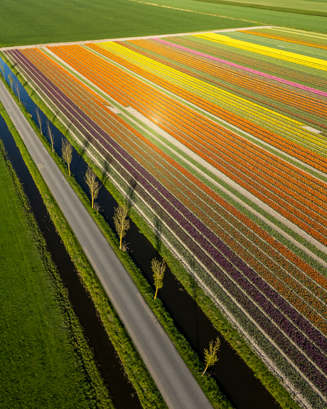 Tulip lines