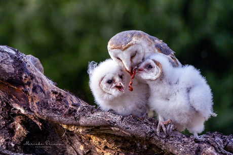 Eerlijk zullen we alles delen! 